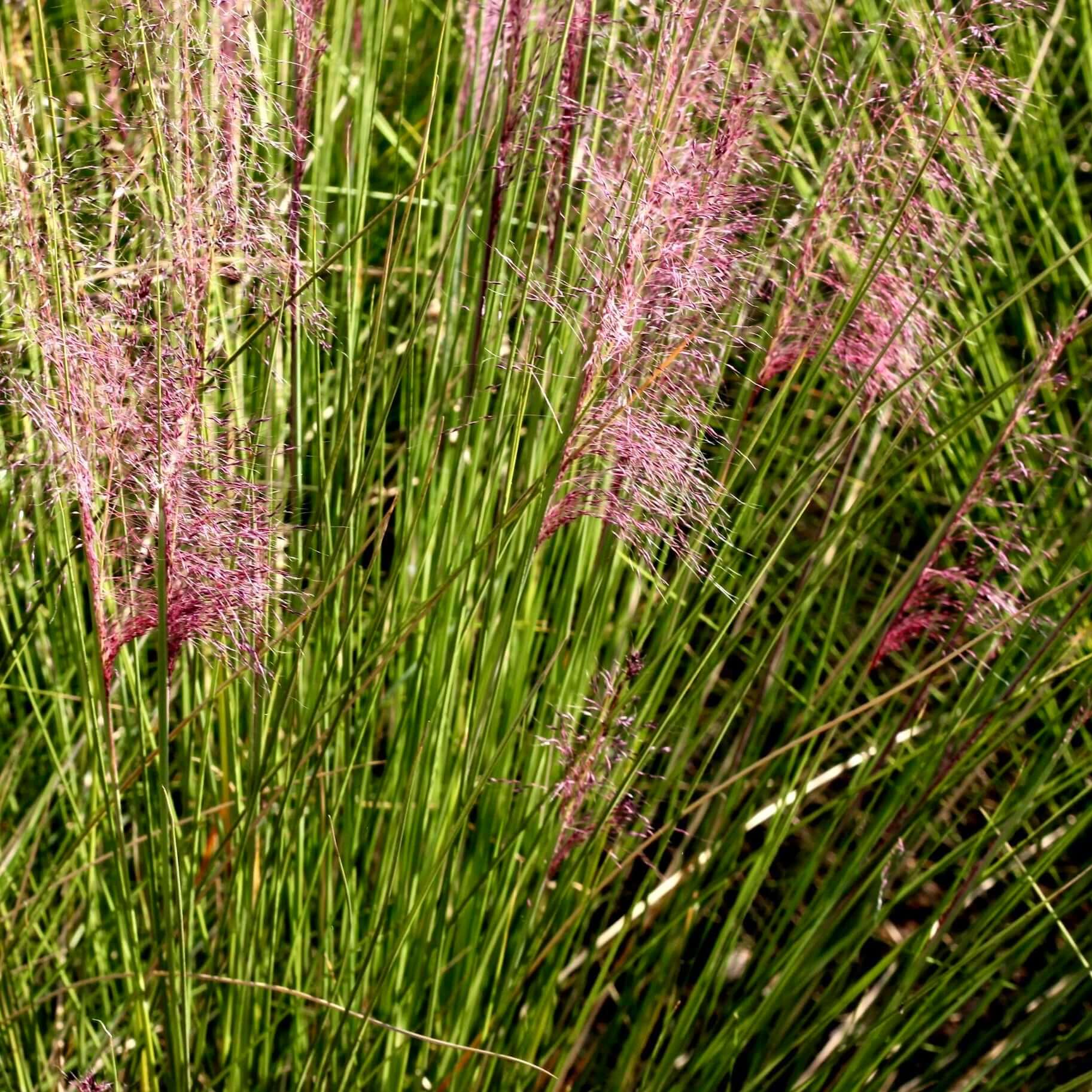 Regal Mist Pink Muhly Grass (7823951921407)